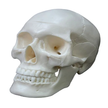 Анатомическая модель черепа головы человека в натуральную величину, анатомическая модель из 2 частей для студентов-медиков, изучающих анатомию человека