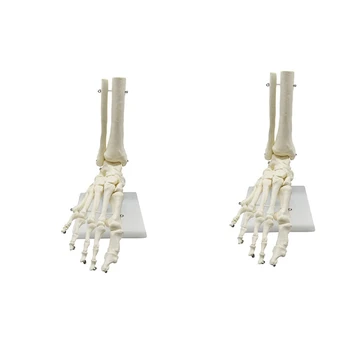 2X 1: 1 Анатомическая модель стопы человеческого скелета, стопа и лодыжка с голенью, анатомическая модель голени, Учебные материалы по анатомии